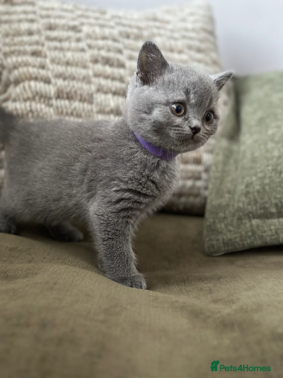 British Shorthair cats for sale: GCCF Registered British Shorthair kittens  - Advert 8