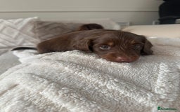 Miniature Dachshund dogs for sale: Exceptional quality long haired mini dachshunds - Image 15