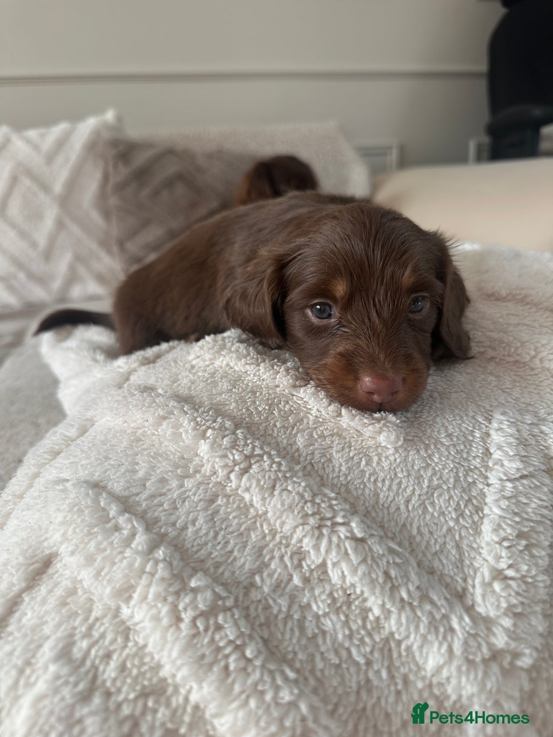 Miniature Dachshund dogs for sale: Exceptional quality long haired mini dachshunds - Image 15