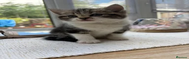 Mixed Breed Kitten 1