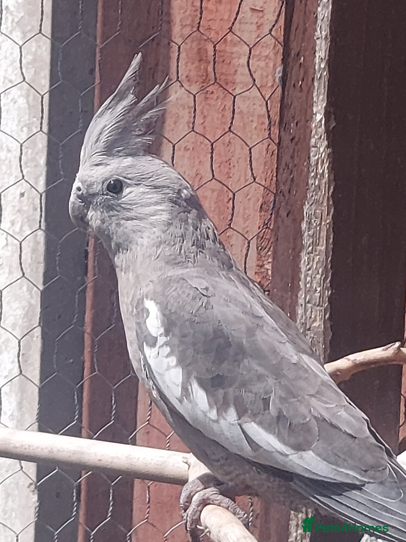 Cockatiels birds Cockateils for sale - Advert 12