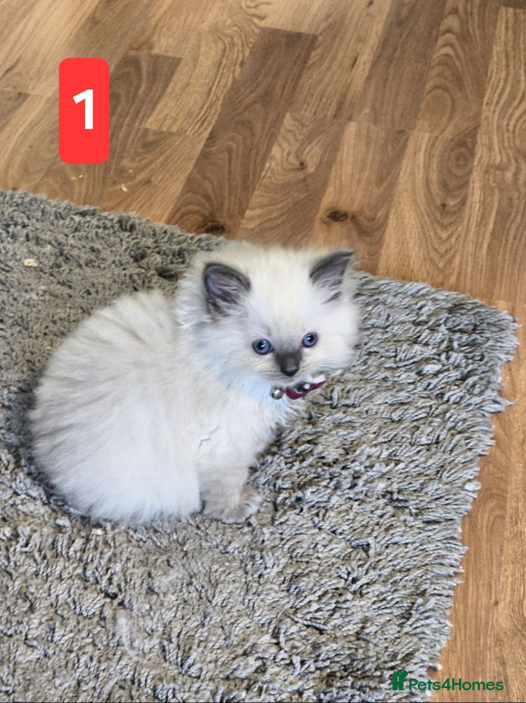 Ragdoll cats for sale: Three Adorable Blue Point Ragdoll Kittens - Image 13