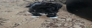 Lhasa Apso 2