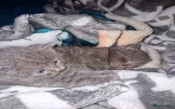 Scottish Fold cats for sale: Scottish fold kittens with straight ears - Advert 30