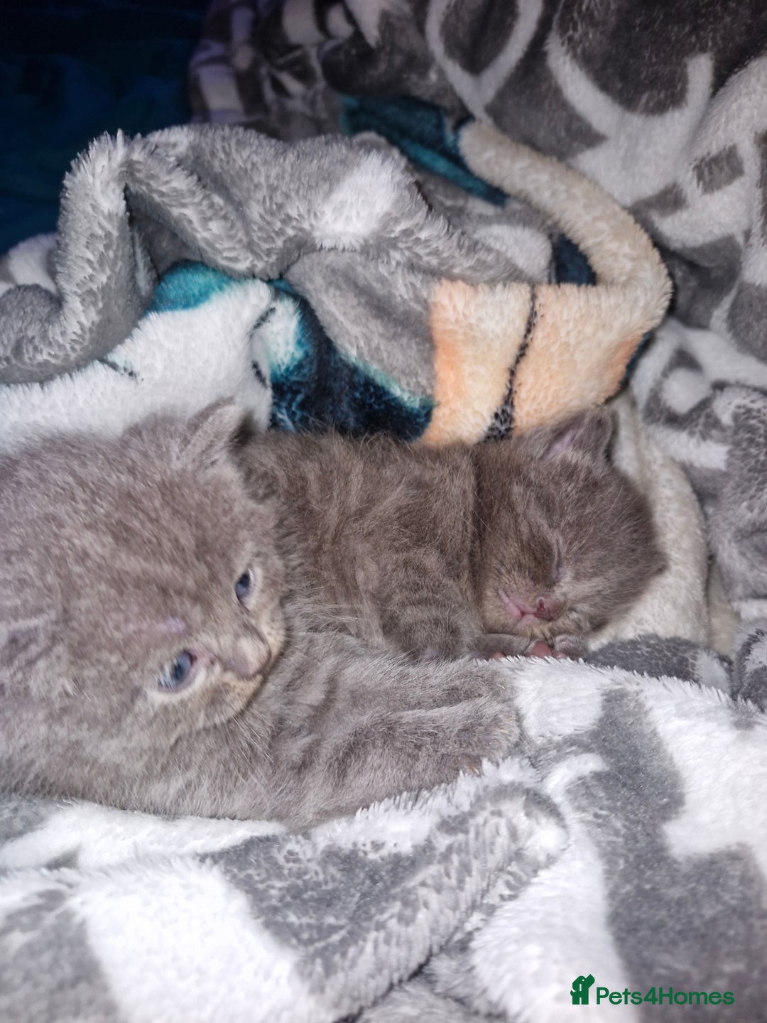 Scottish Fold cats for sale: Scottish fold kittens with straight ears - Advert 30