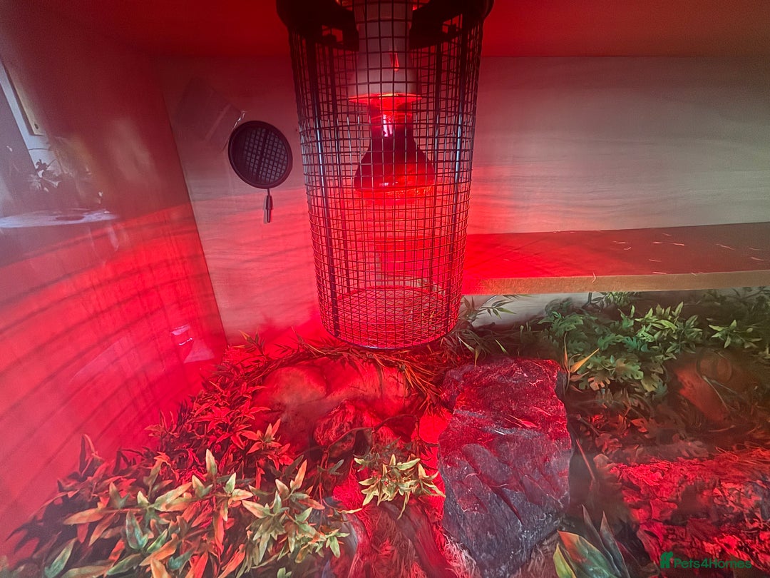 Corn Snake reptiles for sale: Corn Snake + 4ft Viv set up + Accessories  - Image 4
