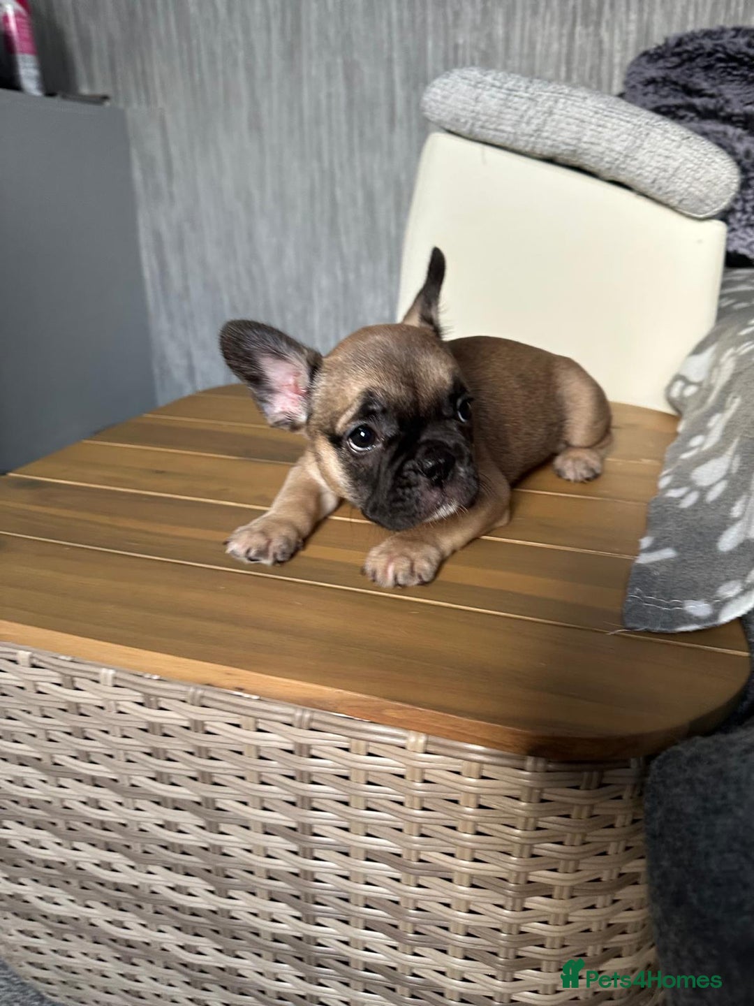French Bulldog dogs for sale: Amazing french bulldog  - Image 10