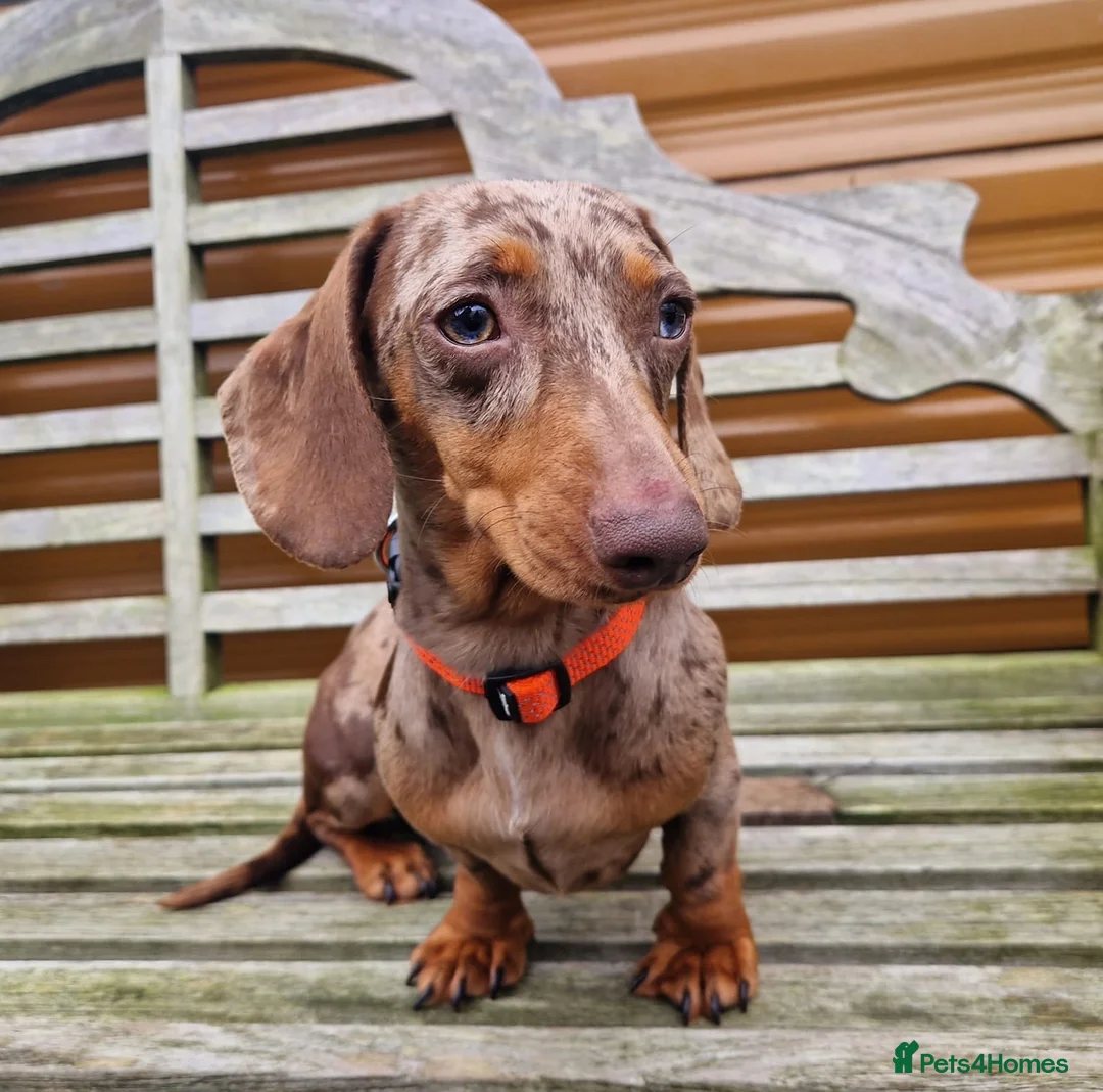 Miniature Dachshund dogs for stud: 🤎Albert🤎 in Newport - Advert 5
