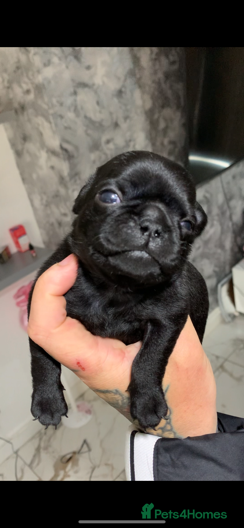 Pug dogs Panda pugs black and white  - Advert 16