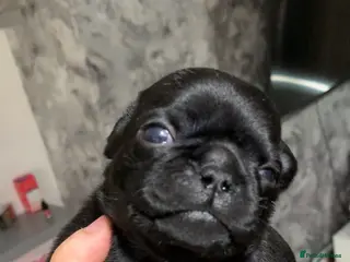 Pug dogs Panda pugs black and white - Advert 17