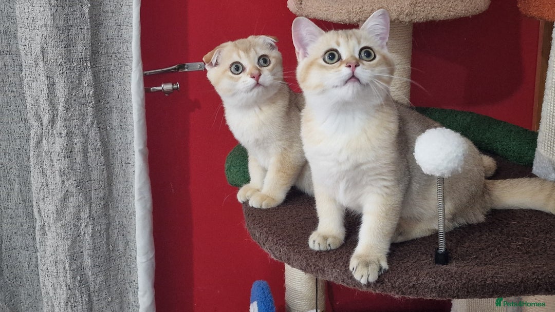 Scottish Fold cats for sale: Scottish straight boy ready to leave - Image 22