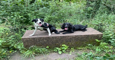 Mixed Breed dogs Sprollies - Advert 3