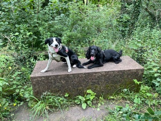 Mixed Breed dogs - Advert 13