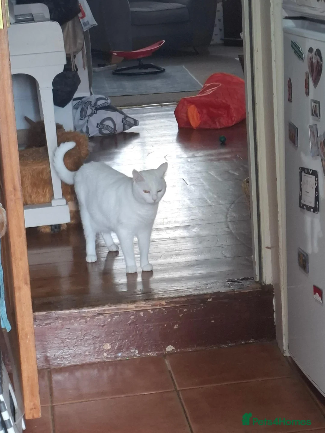 Mixed Breed cats for sale: Timid but loving adult cat for rehoming - Advert 3