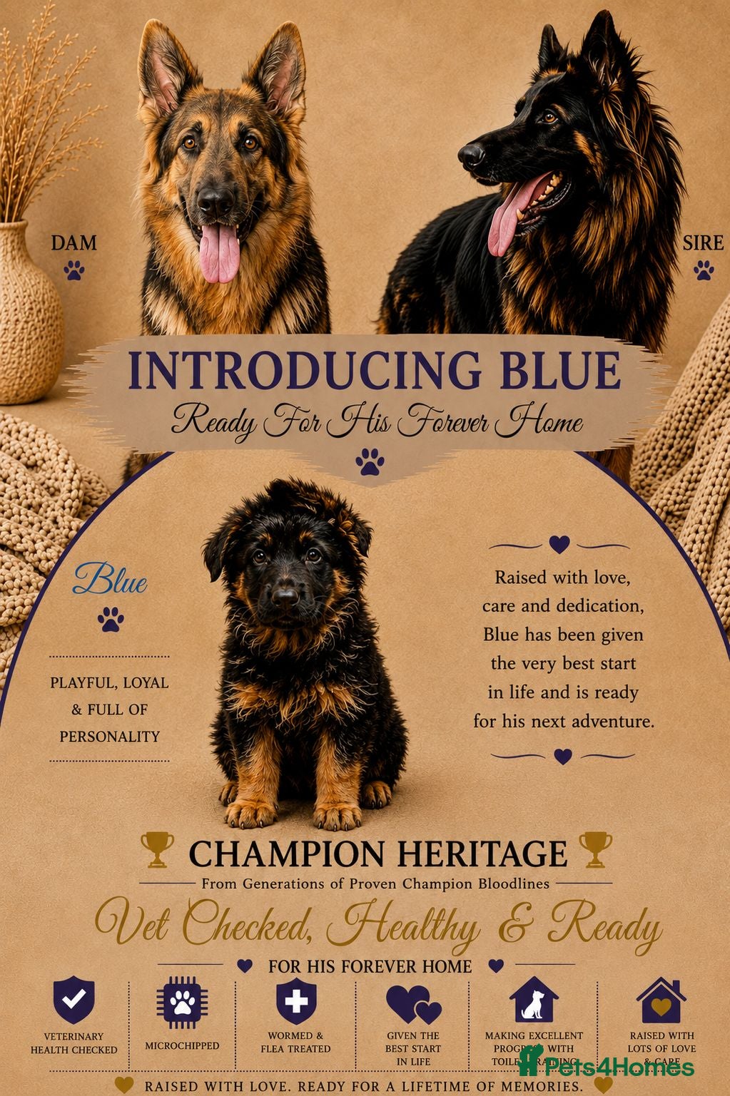 German Shepherd dogs 1 healthy straight back KC registered male GSP - Advert 1