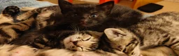 Mixed Breed cats for sale: Beautiful half Bengal kittens available - Advert 19