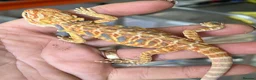 Bearded Dragon reptiles for sale: Red hypo trans Genetic Stripe Bearded Dragons - Advert 7