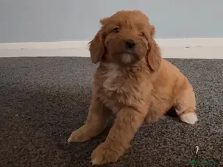 Cockapoo dogs Cockapoos - Advert 17