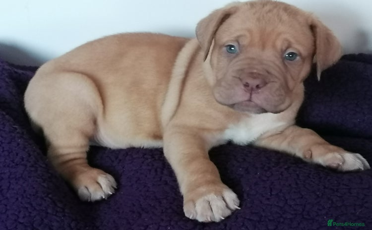 Dogue De Bordeaux dogs - Advert 1