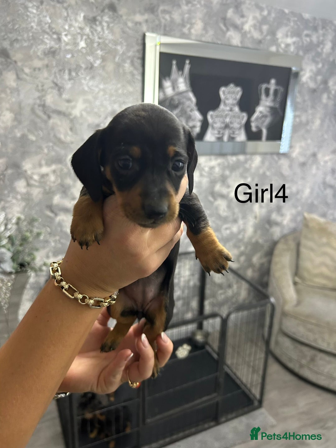 Miniature Dachshund dogs for sale: Miniature dachshund puppies  - Advert 8