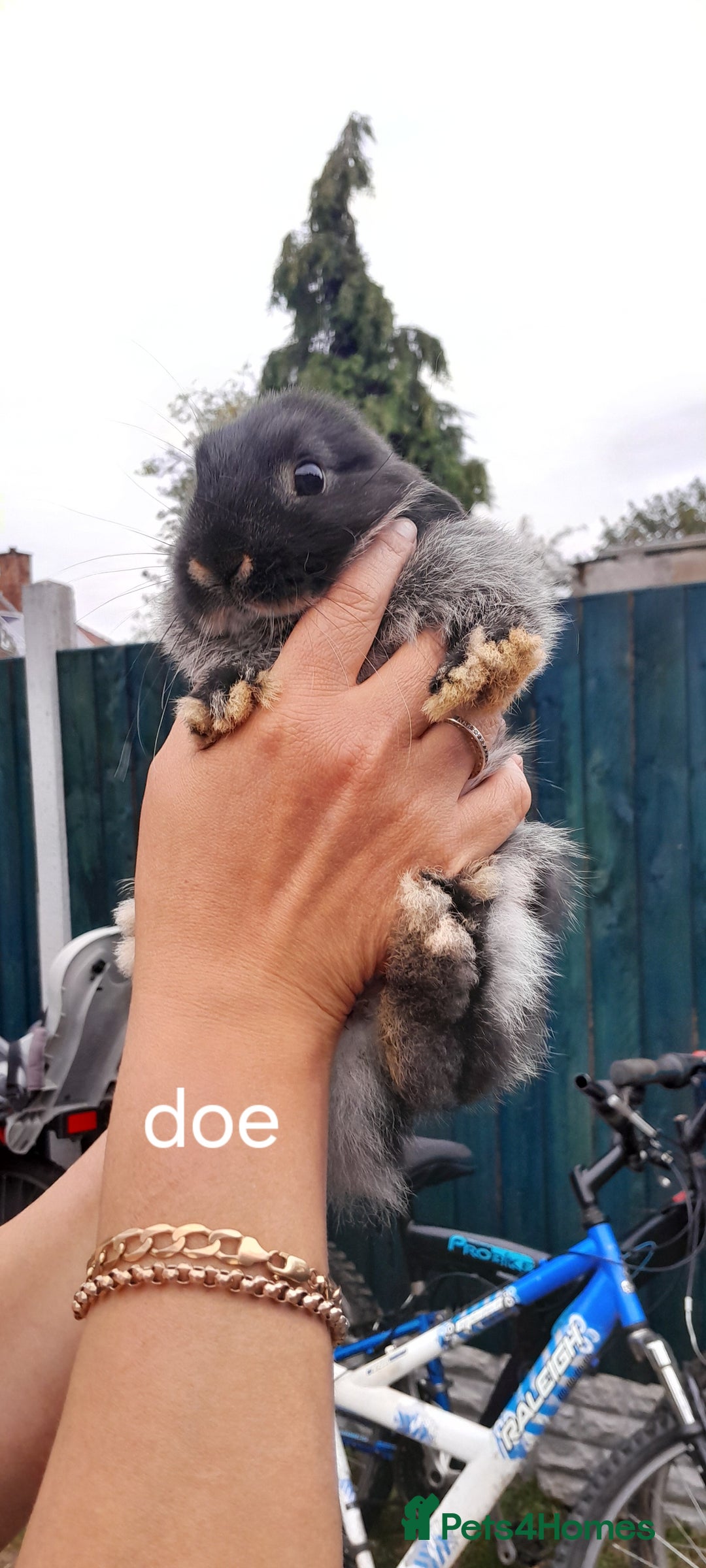 Mini Lop rabbits for sale: Mini lop babies - Image 4