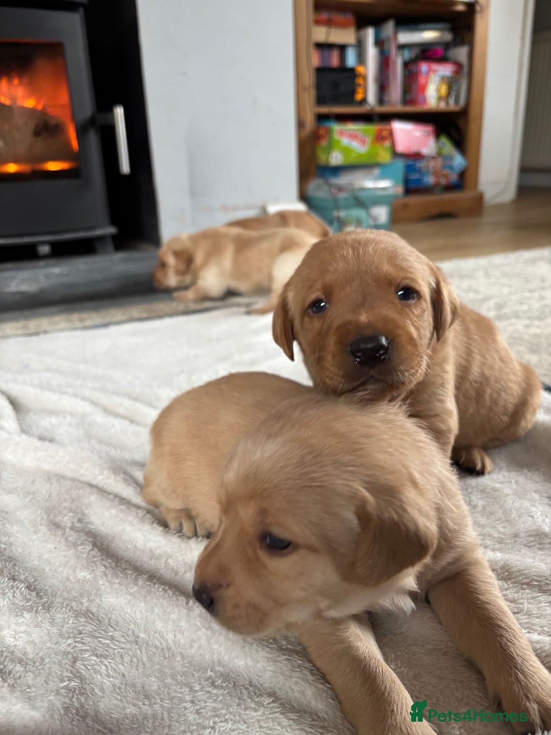 Labrador Retriever dogs for sale: HOME REARED KENNELCLUB REGISTERED LABRADOR PUPPIES - Advert 5