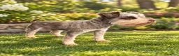 Miniature Schnauzer dogs for stud: ✨ TINY 5kg ✨CHOCOLATE SCHNAUZER ✨KC HEALTH TESTED  - Advert 4