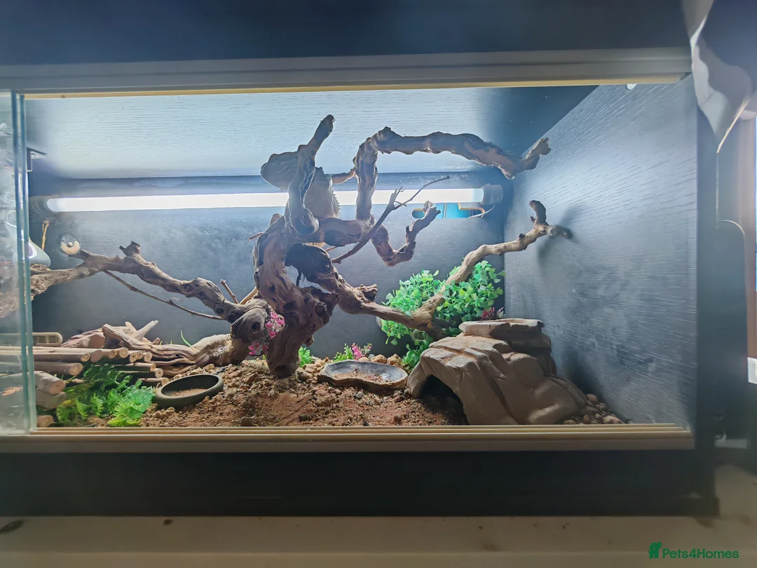 Bearded Dragon reptiles for sale: Lovely male beardie for sale - Advert 2