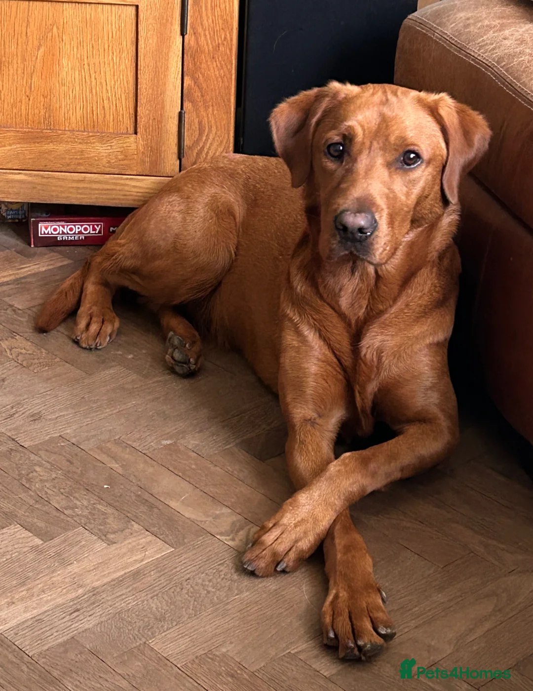 Labrador Retriever dogs for sale: Outstanding quality dark fox red Labrador pups - Advert 2