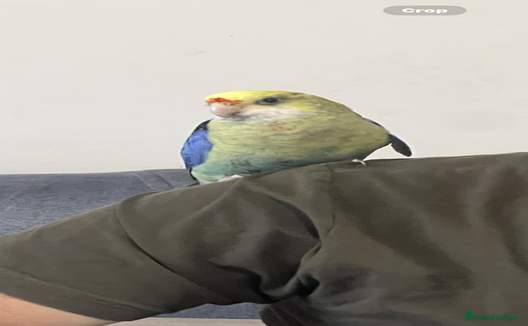 Parakeets birds - Advert 10