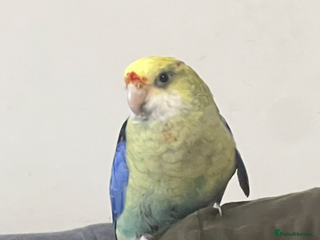 Parakeets birds - Advert 7