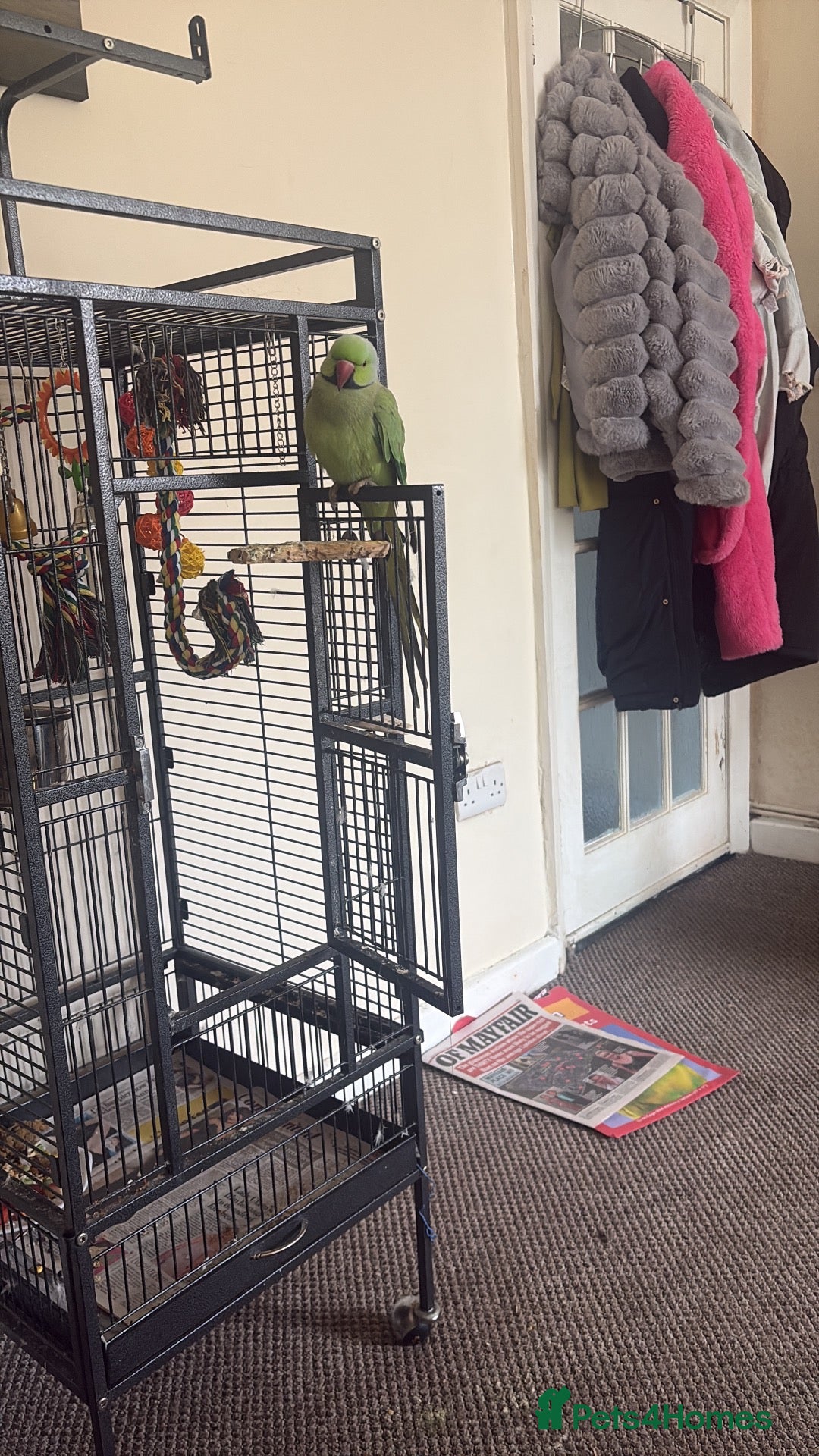 Parakeets birds Classic Green Adult Male Indian Ringneck  - Advert 5