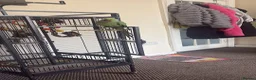 Parakeets birds for sale: Classic Green Adult Male Indian Ringneck  - Advert 1