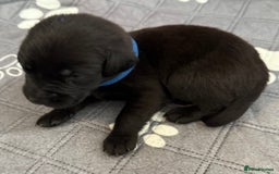 Labrador Retriever dogs for sale: Black Labrador retriever puppies KC registered - Image 17