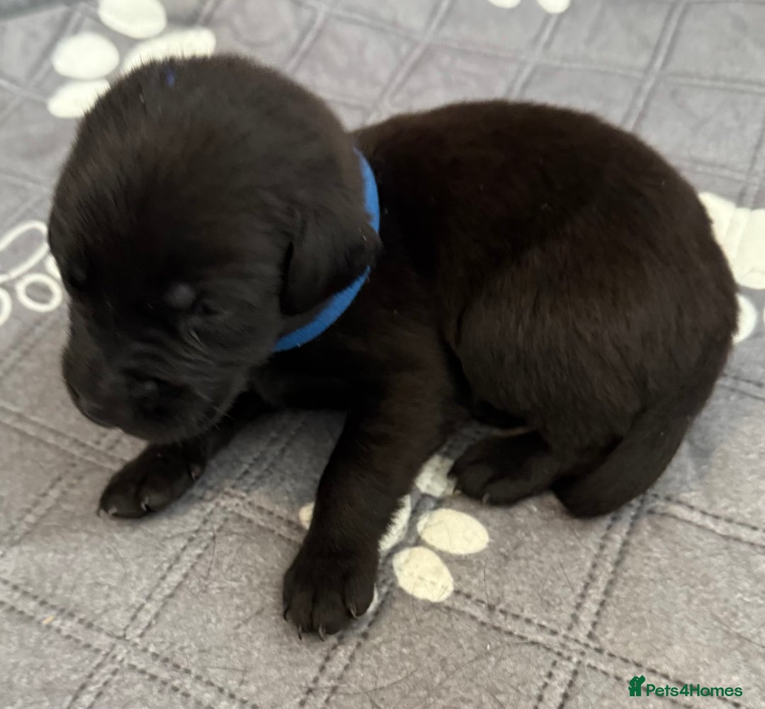 Labrador Retriever dogs for sale: Black Labrador retriever puppies KC registered - Image 17