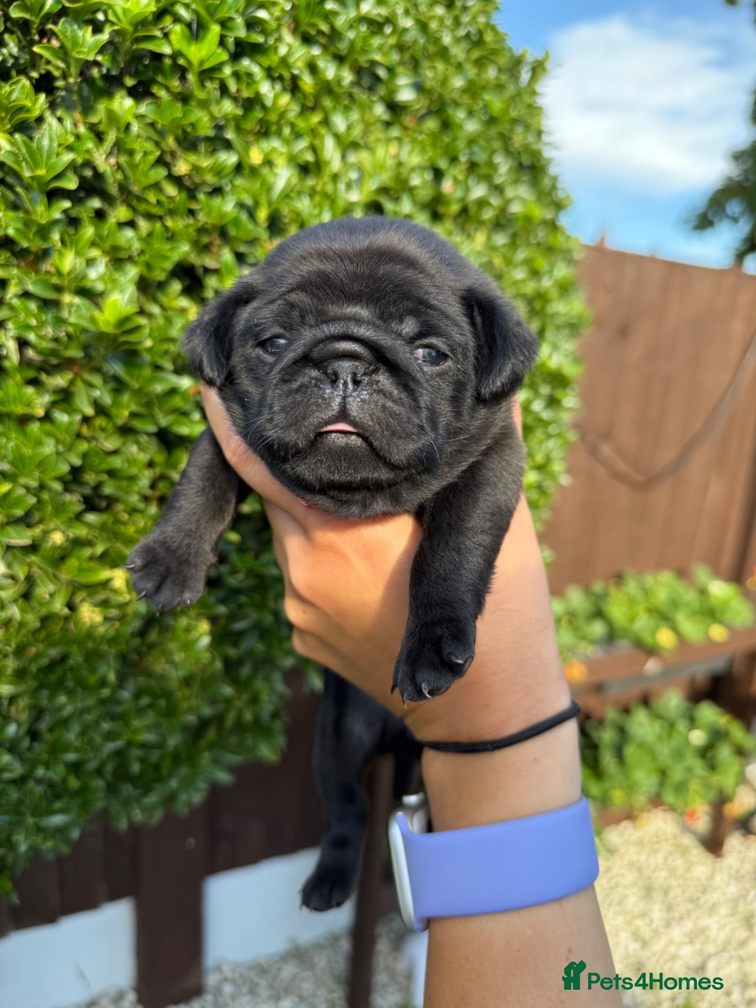 Pug dogs Pug Puppies ❤️🩵🩷💙💚💛 - Advert 2