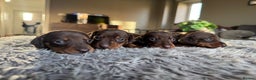 Miniature Dachshund dogs for sale: True Miniature Dachshund Puppies - Advert 20