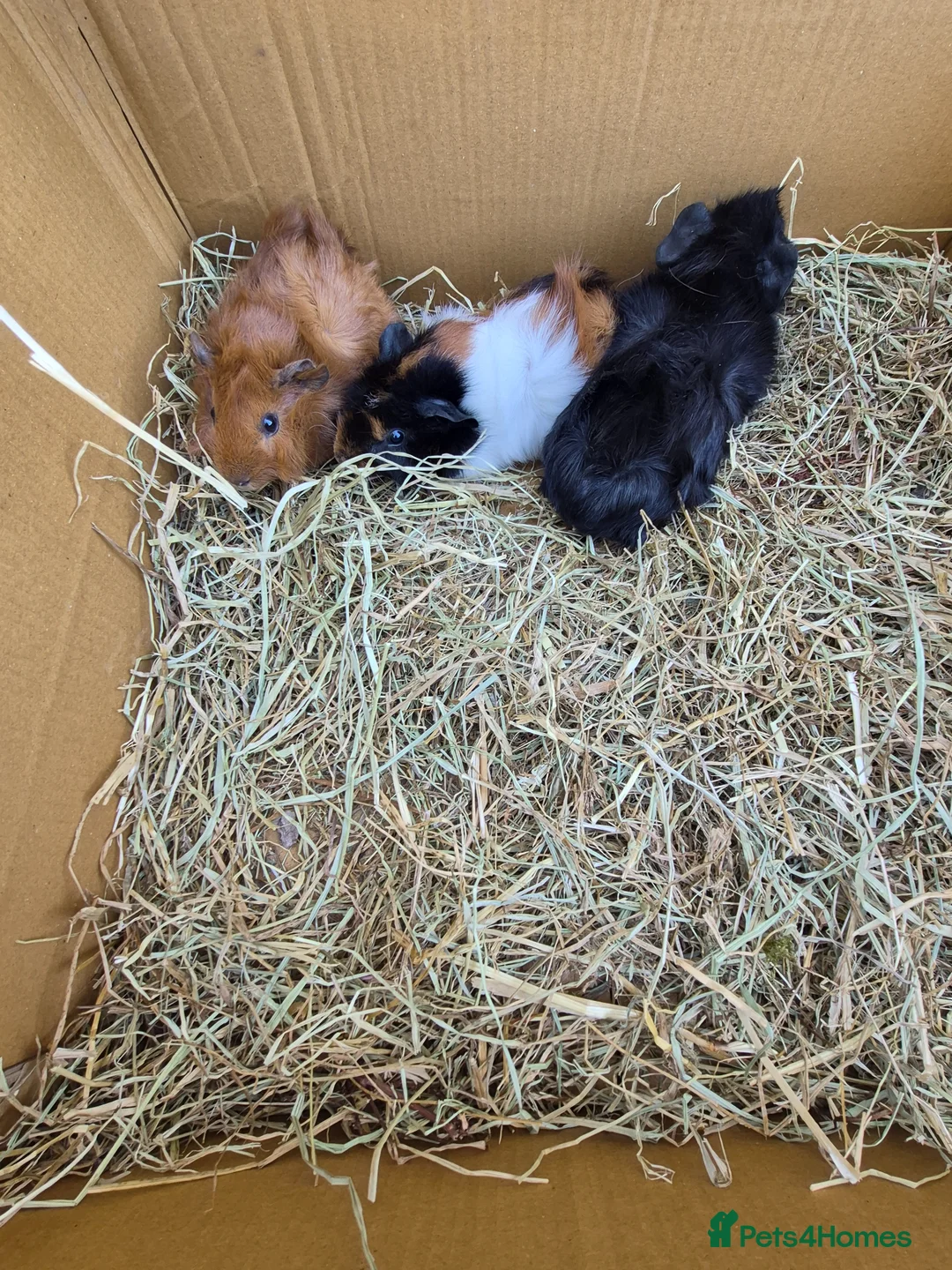 Guinea Pig rodents for sale: Baby and young adult guinea pigs for sale - Advert 2