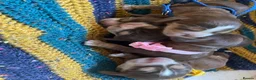 Cocker Spaniel dogs for sale: ⚡️Beautiful Show-Type Cocker Spaniel Puppies⚡️ - Advert 2