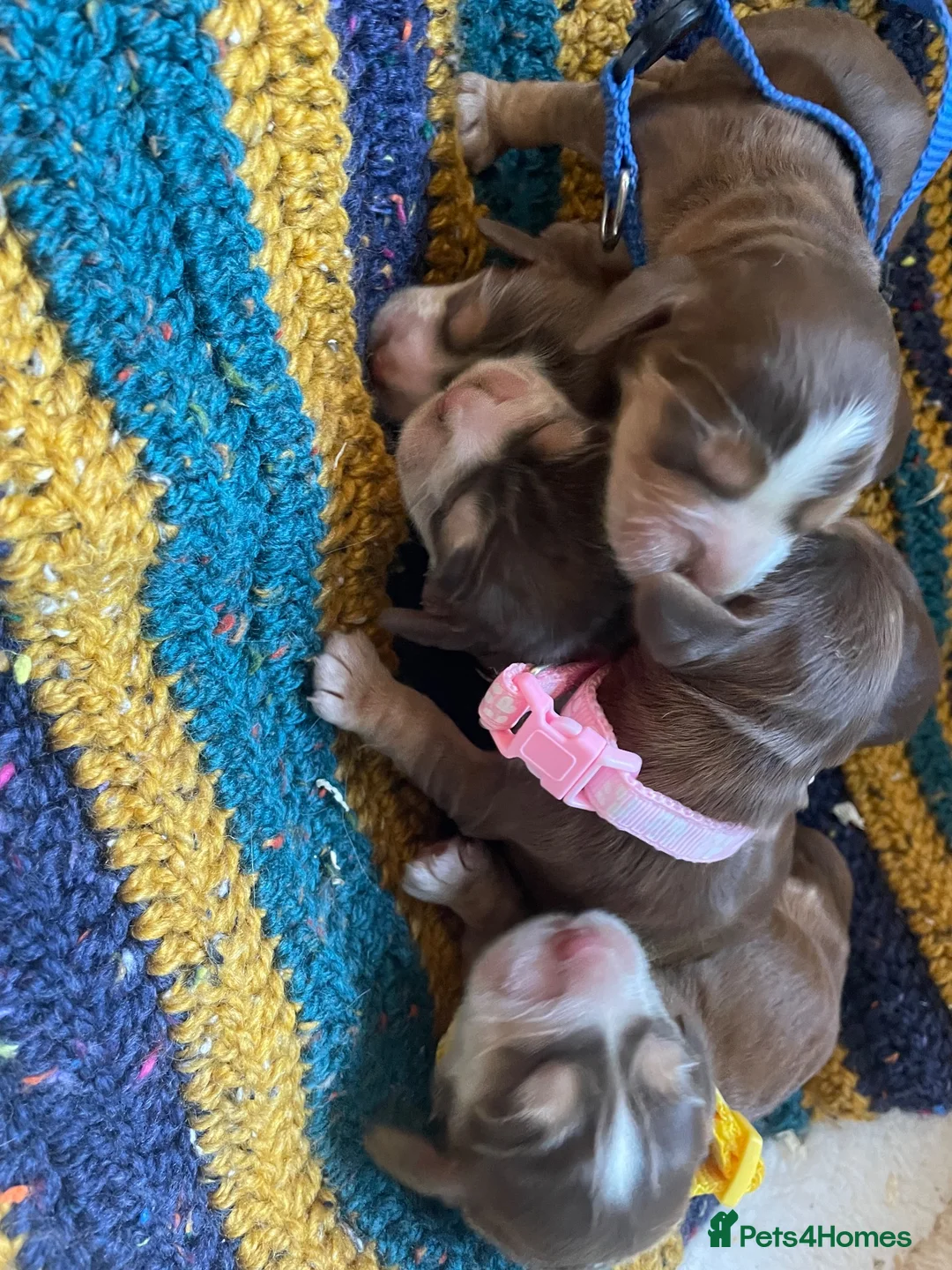Cocker Spaniel dogs for sale: ⚡️Beautiful Show-Type Cocker Spaniel Puppies⚡️ - Advert 2