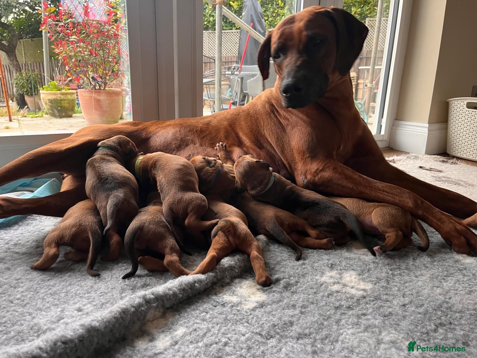Rhodesian Ridgeback dogs Premium KC Registered Rhodesian Ridgeback Puppies  - Advert 1