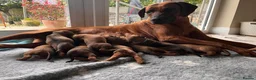 Rhodesian Ridgeback dogs for sale: Premium KC Registered Rhodesian Ridgeback Puppies  - Advert 9