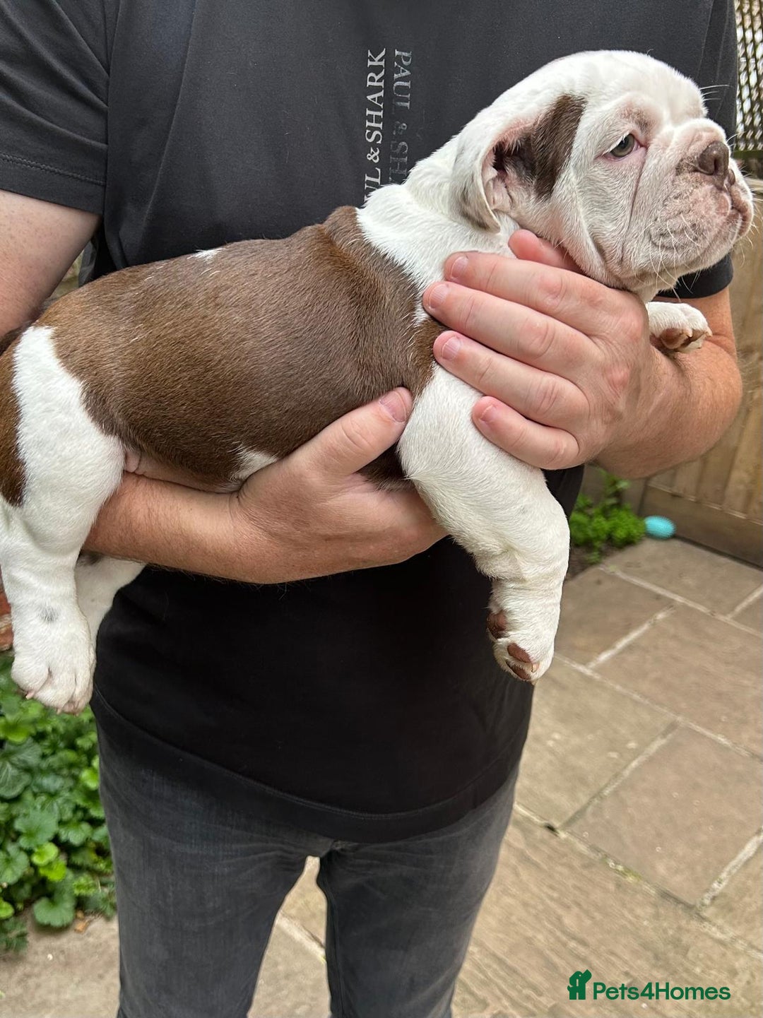 English Bulldog dogs for sale: Here come the Girls - Image 12