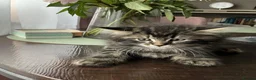 Mixed Breed cats for sale: Kittens - mixed British longhair cross - Advert 11