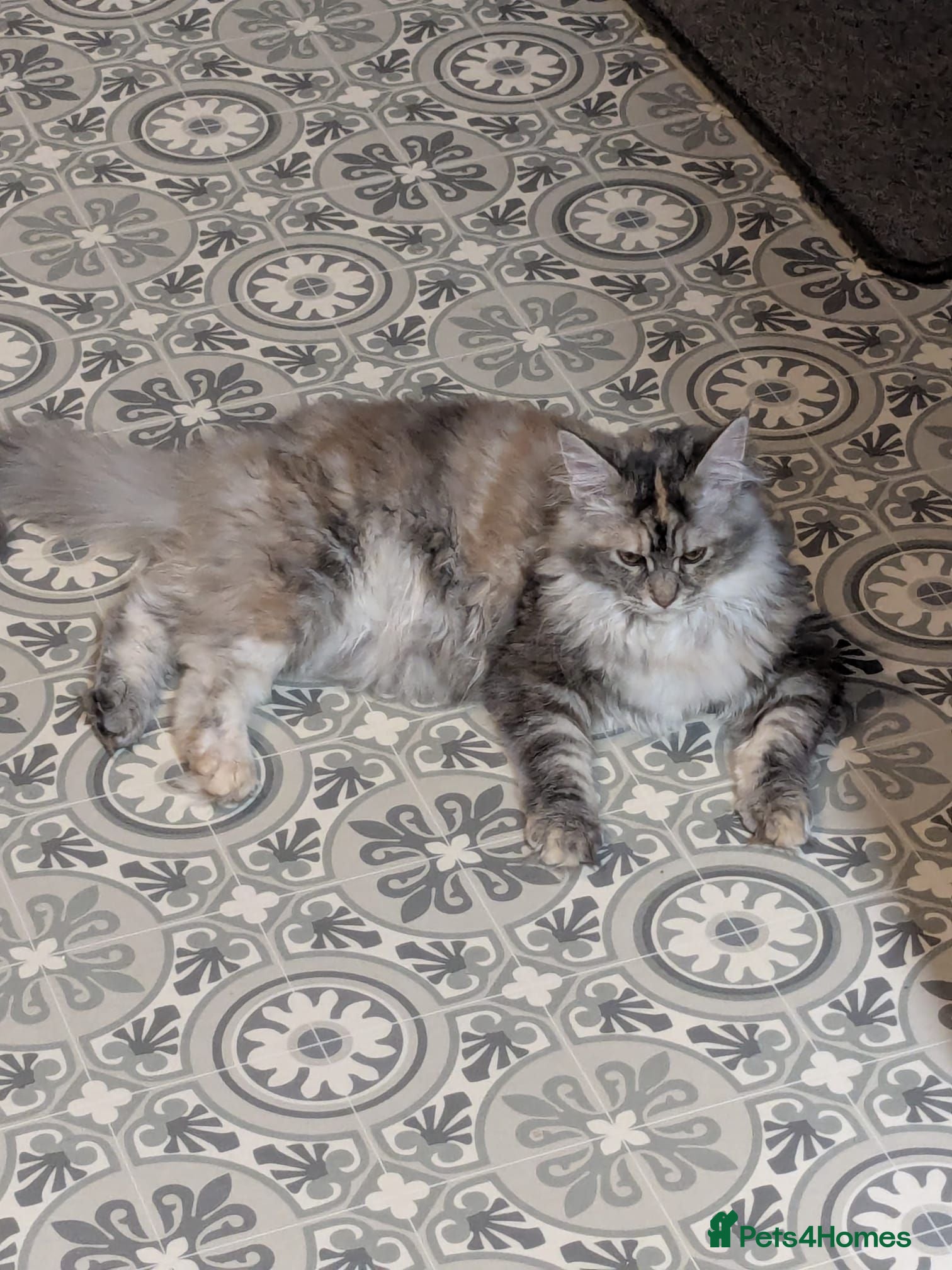 Maine Coon cats Stunning Blue Smoke Tortie Female MaineCoon Kitten - Advert 16
