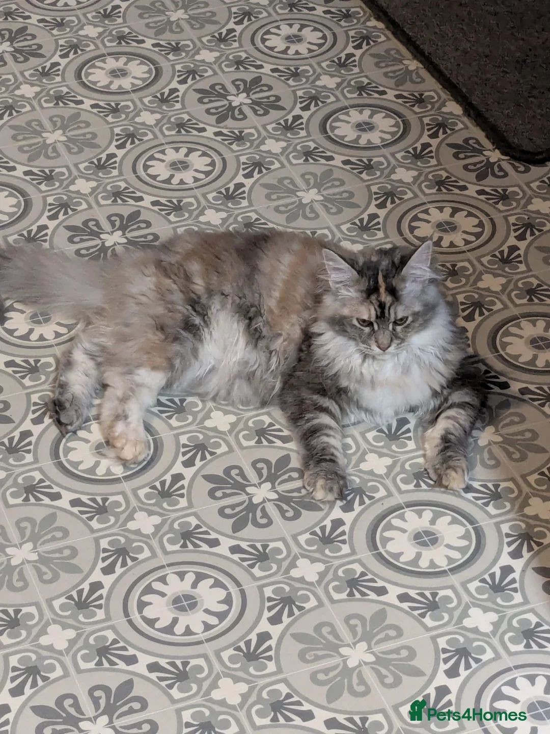 Maine Coon cats for sale: Stunning Blue Smoke Tortie Female MaineCoon Kitten - Advert 1