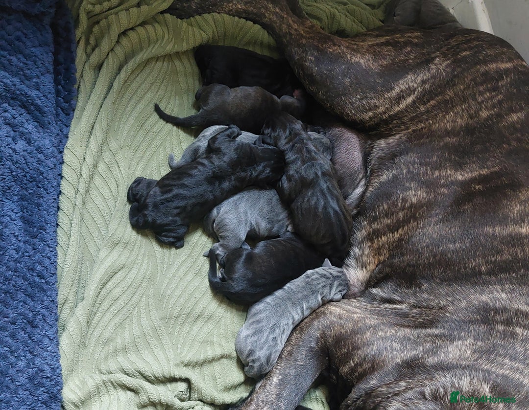 Cane Corso dogs for sale: Cane Corso - Advert 2