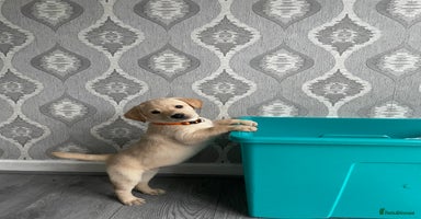 Labrador Retriever dogs - Advert 1