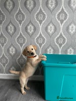Labrador Retriever dogs - Advert 9