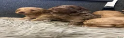 Cockapoo dogs for sale: Exceptional Cockapoo Puppies available - Advert 1